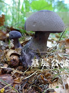 基层公益诉讼的价值取向 基层公益诉讼的价值取向