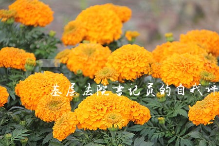 基层法院书记员的自我评价 基层法院书记员的自我评价