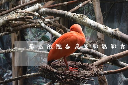 基层法院各庭室职能职责 基层法院各庭室职能职责