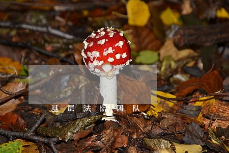 基层法院团队 基层法院团队