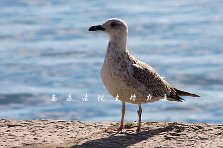 基层法院支持力度 基层法院支持力度