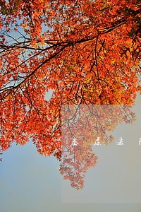 基层法院法警大队长是什么级别 基层法院法警大队长是什么级别