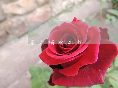 基层辅助工作 基层辅助工作