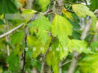 堂哥网贷逾期当兵政审