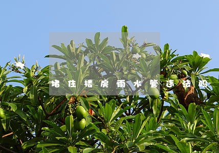 堵住楼房雨水管违法吗 堵住楼房雨水管违法吗