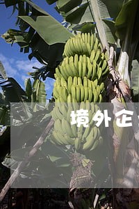 境外企业适用劳动法吗