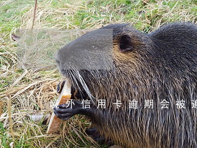 境外信用卡逾期会被追责吗