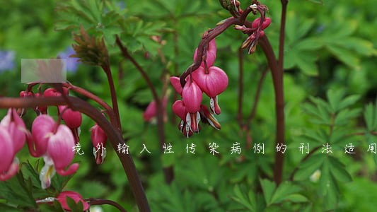 境外输入性传染病例的刑法适用