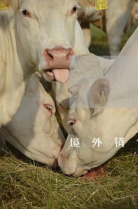 境外销售合同的法律意见书 境外销售合同的法律意见书