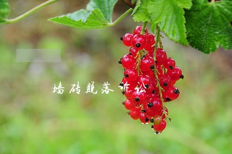 墙砖脱落诉讼 墙砖脱落诉讼