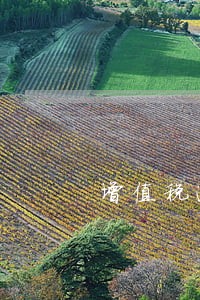 增值税逾期1天申报大厅不给报 增值税逾期1天申报大厅不给报