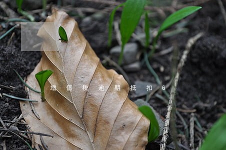 增值税逾期抵扣6 增值税逾期抵扣6
