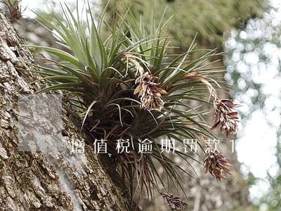 增值税逾期罚款10 增值税逾期罚款10