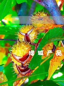 增城产品专利侵权律师介绍 增城产品专利侵权律师介绍