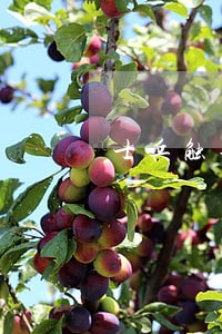 士兵触犯条例 士兵触犯条例