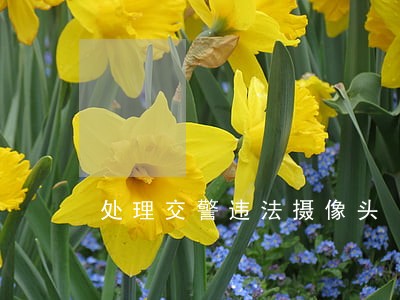 处理交警违法摄像头 处理交警违法摄像头