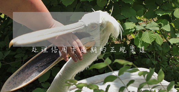 处理信用卡逾期的正规渠道