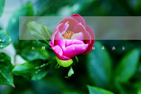 处理信用逾期的承诺书 处理信用逾期的承诺书