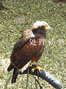 处理债务律师免费咨询 处理债务律师免费咨询
