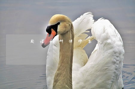 处理刑辩律师委托谁 处理刑辩律师委托谁