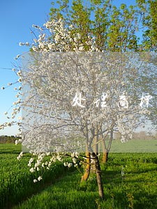 处理商标侵权纠纷 处理商标侵权纠纷