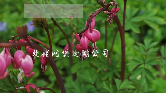 处理网贷逾期公司 处理网贷逾期公司