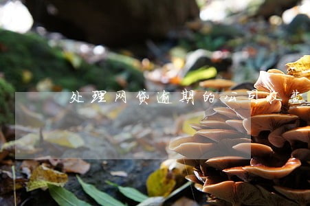 处理网贷逾期的公司收费 处理网贷逾期的公司收费