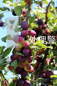 处理警察违法法律法规