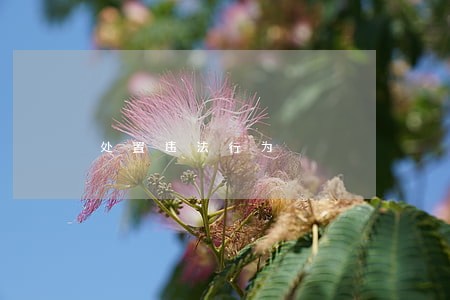 处置违法行为 处置违法行为