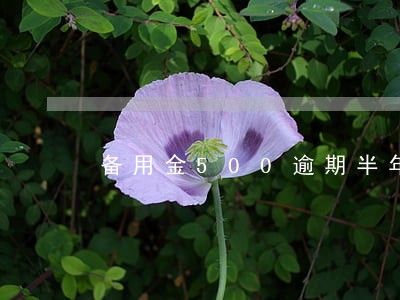 备用金500逾期半年 备用金500逾期半年