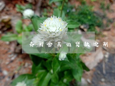 备用金其他贷款逾期 备用金其他贷款逾期
