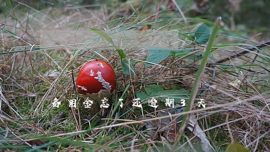 备用金忘了还逾期3天 备用金忘了还逾期3天
