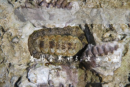 备用金累计5次无逾期 备用金累计5次无逾期