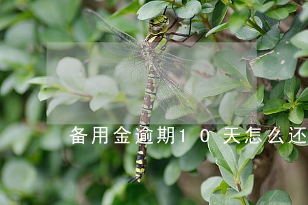 备用金逾期10天怎么还 备用金逾期10天怎么还