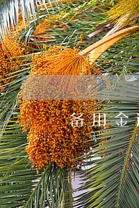 备用金逾期10天怎么还款 备用金逾期10天怎么还款