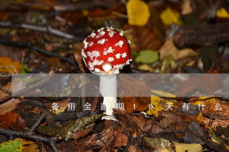 备用金逾期10天有什么后果 备用金逾期10天有什么后果