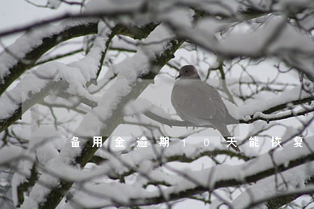 备用金逾期10天能恢复吗 备用金逾期10天能恢复吗