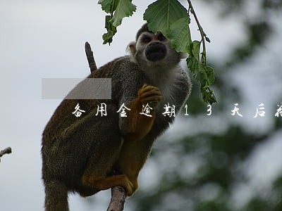 备用金逾期13天后花呗不能用 备用金逾期13天后花呗不能用