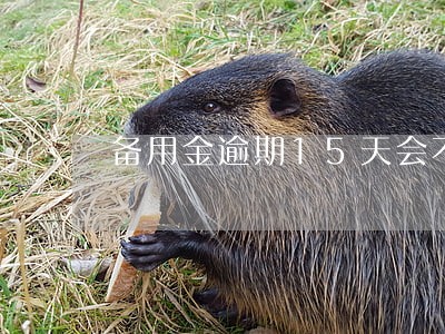 备用金逾期15天会不会影响借呗 备用金逾期15天会不会影响借呗