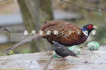 备用金逾期15天危害