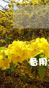 备用金逾期15天有没有问题 备用金逾期15天有没有问题