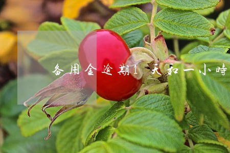备用金逾期1天和一小时差别 备用金逾期1天和一小时差别