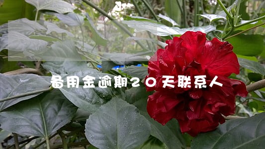 备用金逾期20天联系人 备用金逾期20天联系人