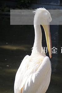 备用金逾期20天还上征信吗 备用金逾期20天还上征信吗
