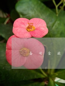 备用金逾期29天 备用金逾期29天