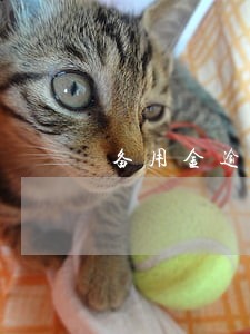 备用金逾期3天打电话么 备用金逾期3天打电话么