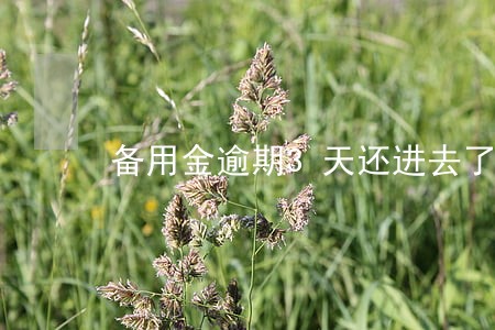 备用金逾期3天还进去了可以用吗 备用金逾期3天还进去了可以用吗