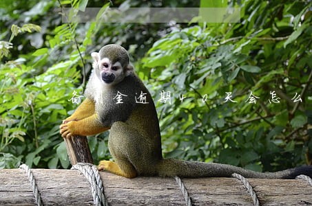 备用金逾期40天会怎么样 备用金逾期40天会怎么样
