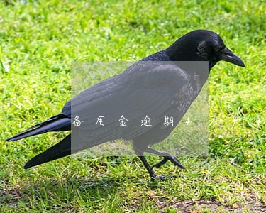 备用金逾期4天严重不 备用金逾期4天严重不