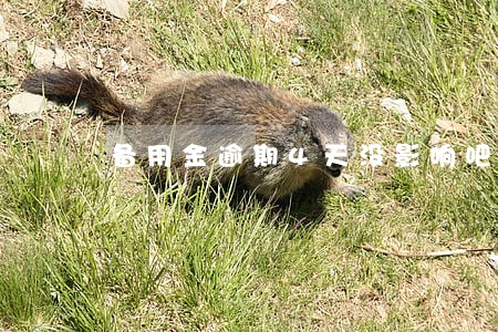 备用金逾期4天没影响吧 备用金逾期4天没影响吧